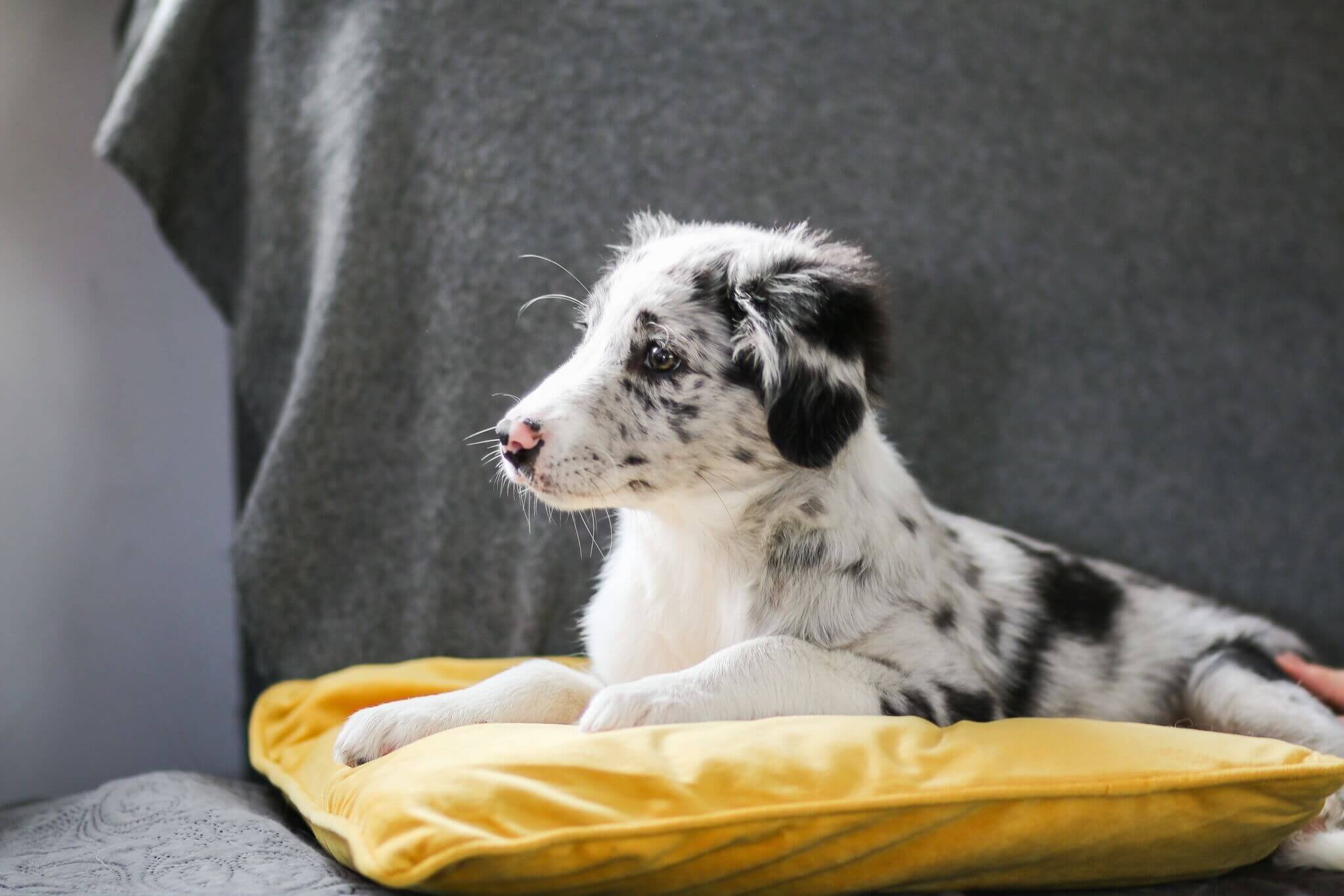 Pennun ruokavalion muuttaminen